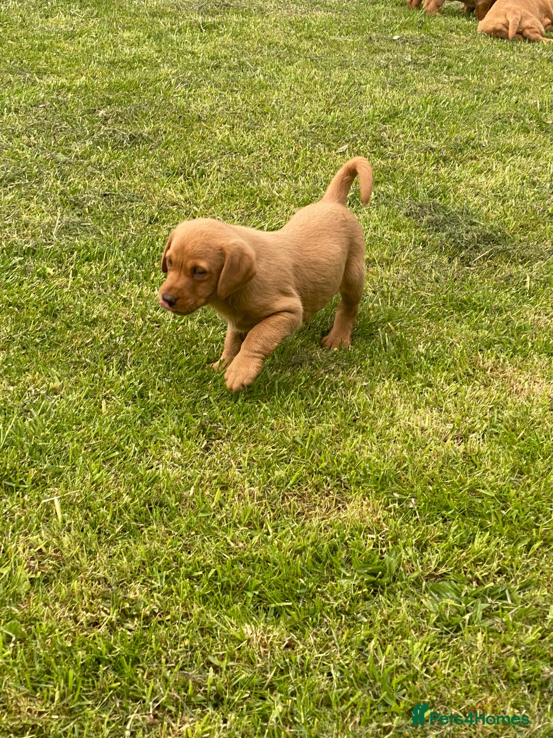 Labrador Retriever dogs for sale: Stunning ftch fox red puppies - Image 24