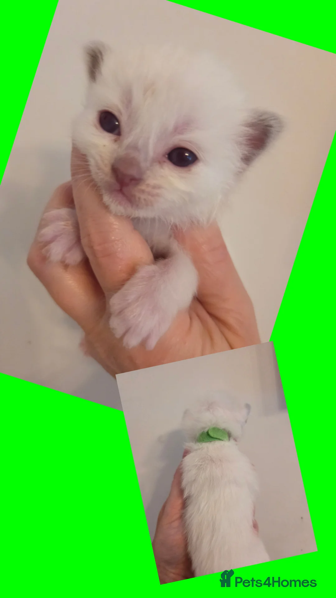 Ragdoll cats for sale: EXTENSIVELY HEALTH TESTED GCCF RAGDOLL KITTENS - Advert 2