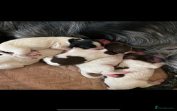 Sprocker dogs for sale: Norwich  - Image 1