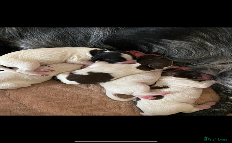 Sprocker dogs - Advert 1