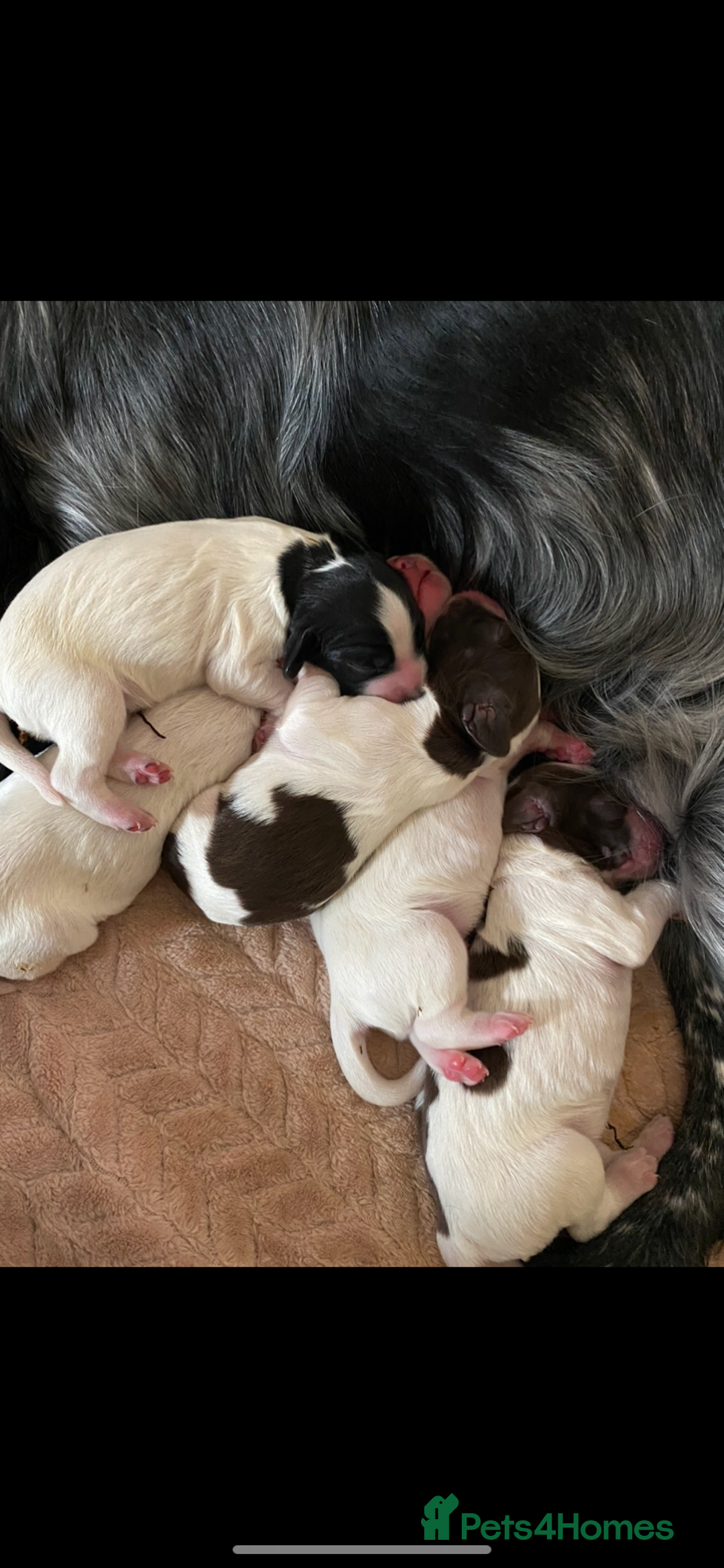 Sprocker dogs for sale: Norwich  - Image 1