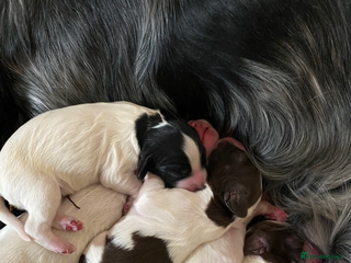 Sprocker dogs - Advert 2