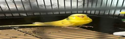 Budgerigars birds for sale: Female budgie and cage - Advert 2