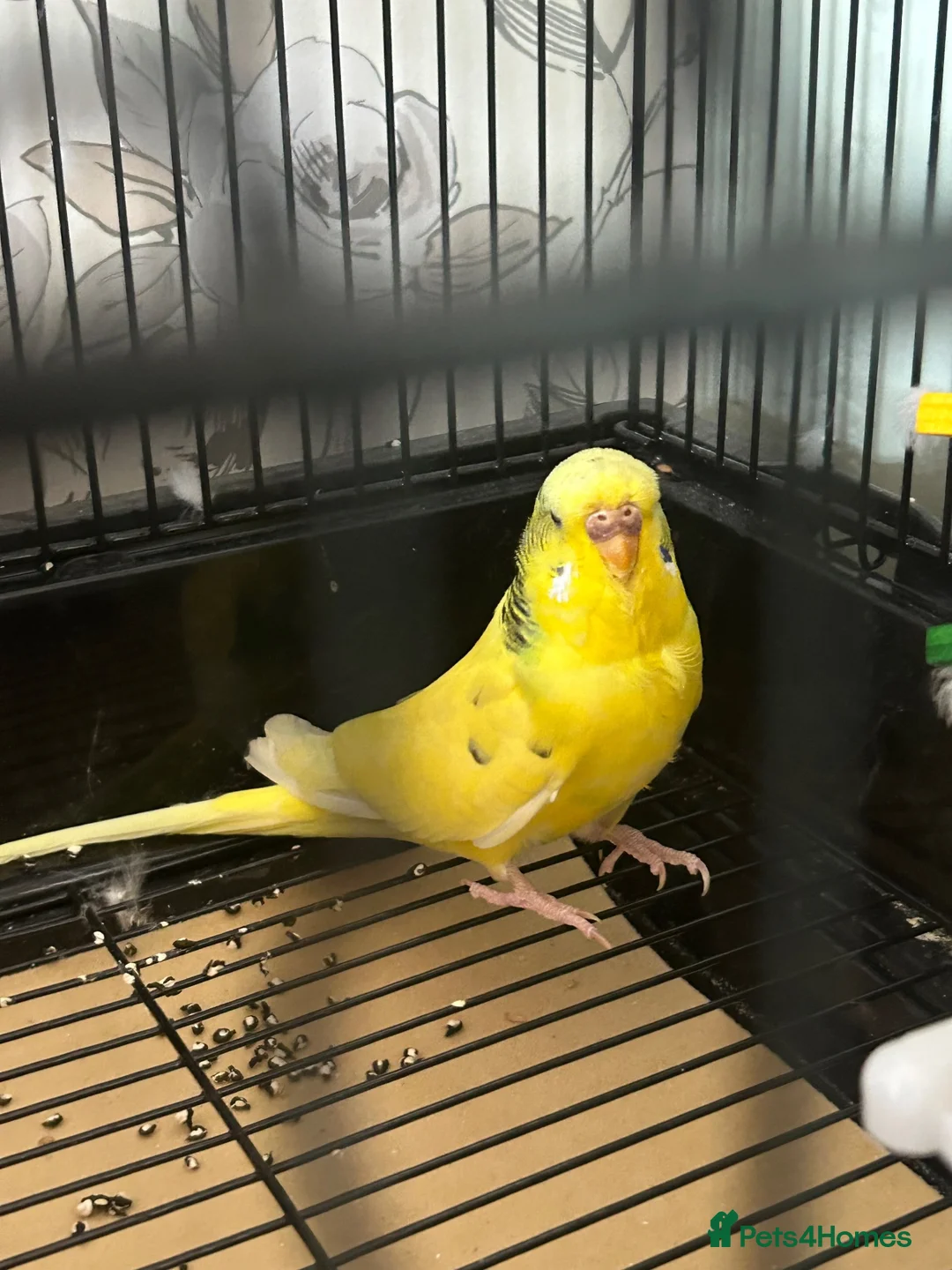 Budgerigars birds for sale: Female budgie and cage - Advert 2
