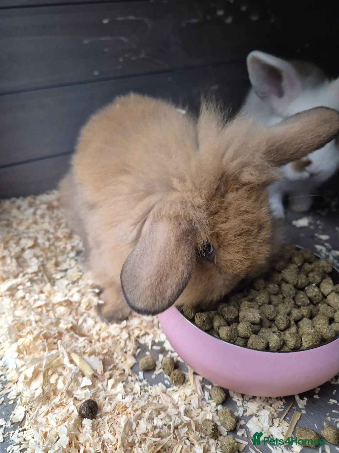 Mixed Breed rabbits for sale: Mini Lion Lop Bunnies  - Advert 2