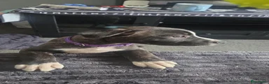 Female Black Brindle 