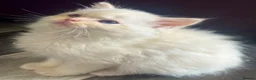 Ragdoll cats for sale: Full pedigree registered tica mink/sepia babies  - Advert 1