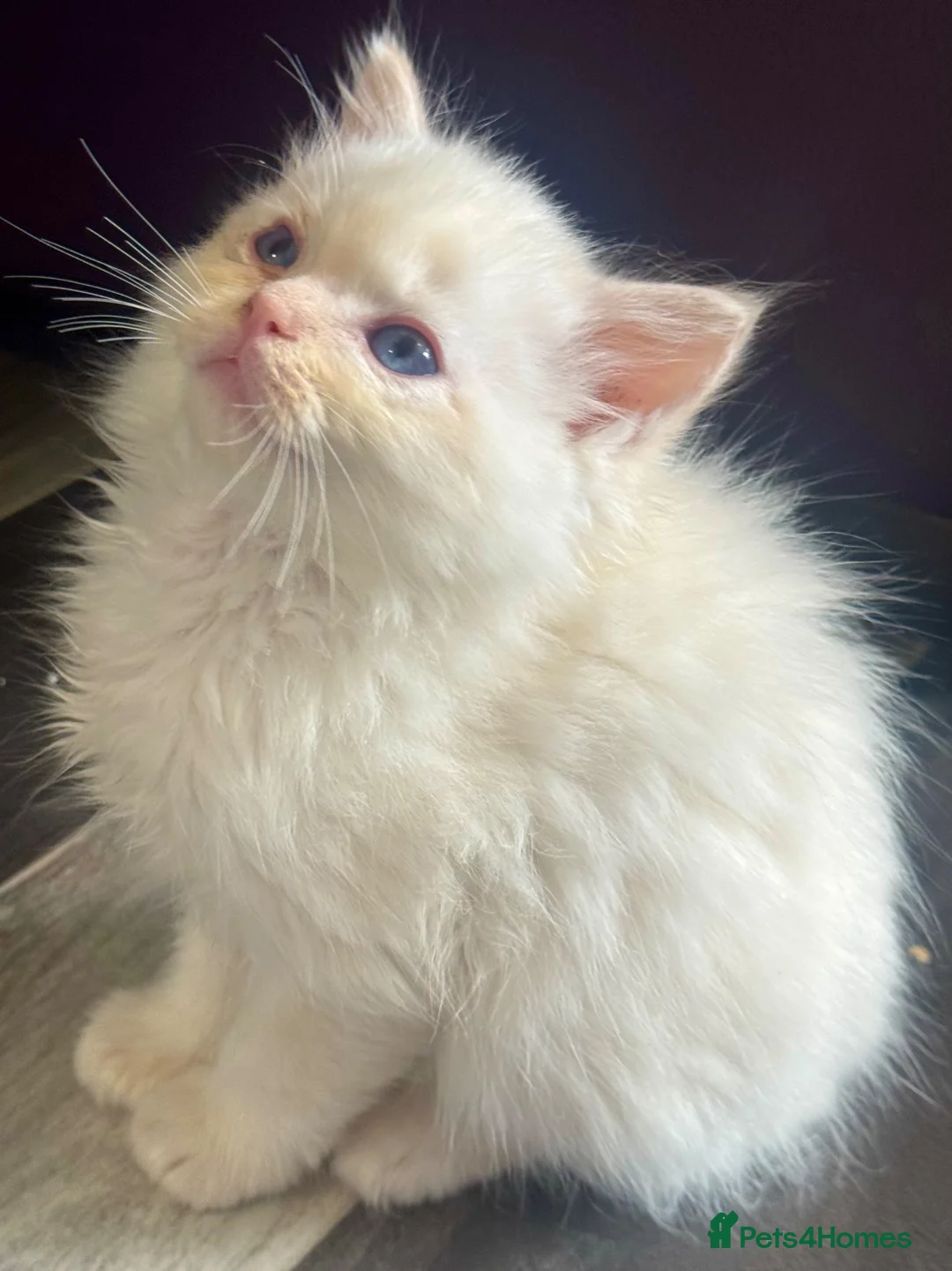 Ragdoll cats for sale: Full pedigree registered tica mink/sepia babies  - Advert 1