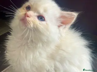 Ragdoll cats Full pedigree registered tica mink/sepia babies - Advert 15