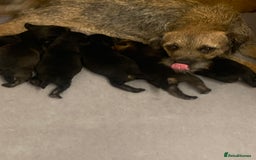 Border Terrier dogs for sale: Quality litter KC Border Terrier pups slem clear - Image 10