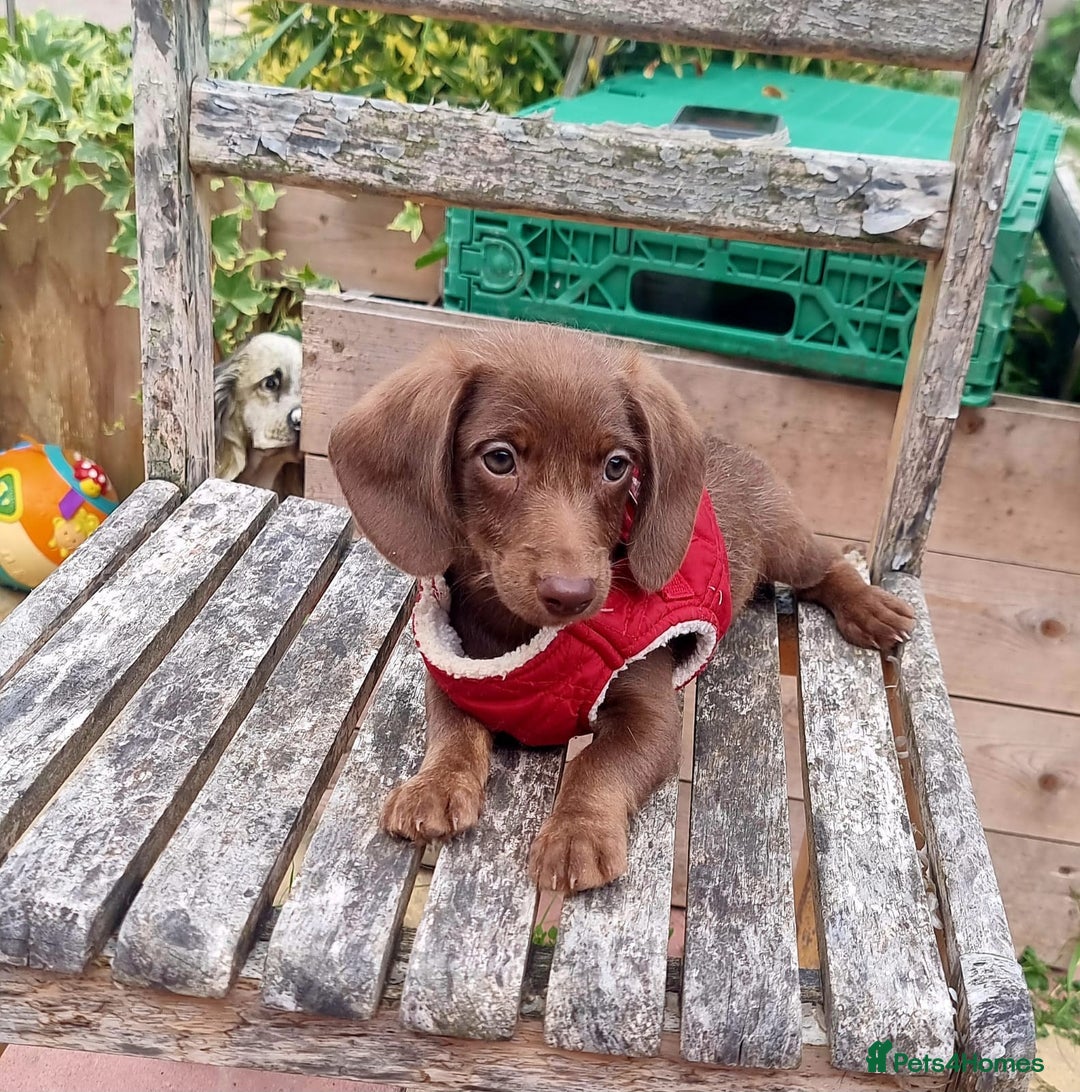 Doxiepoo dogs for sale: Adorable Doxiepoo puppy's  - Image 7