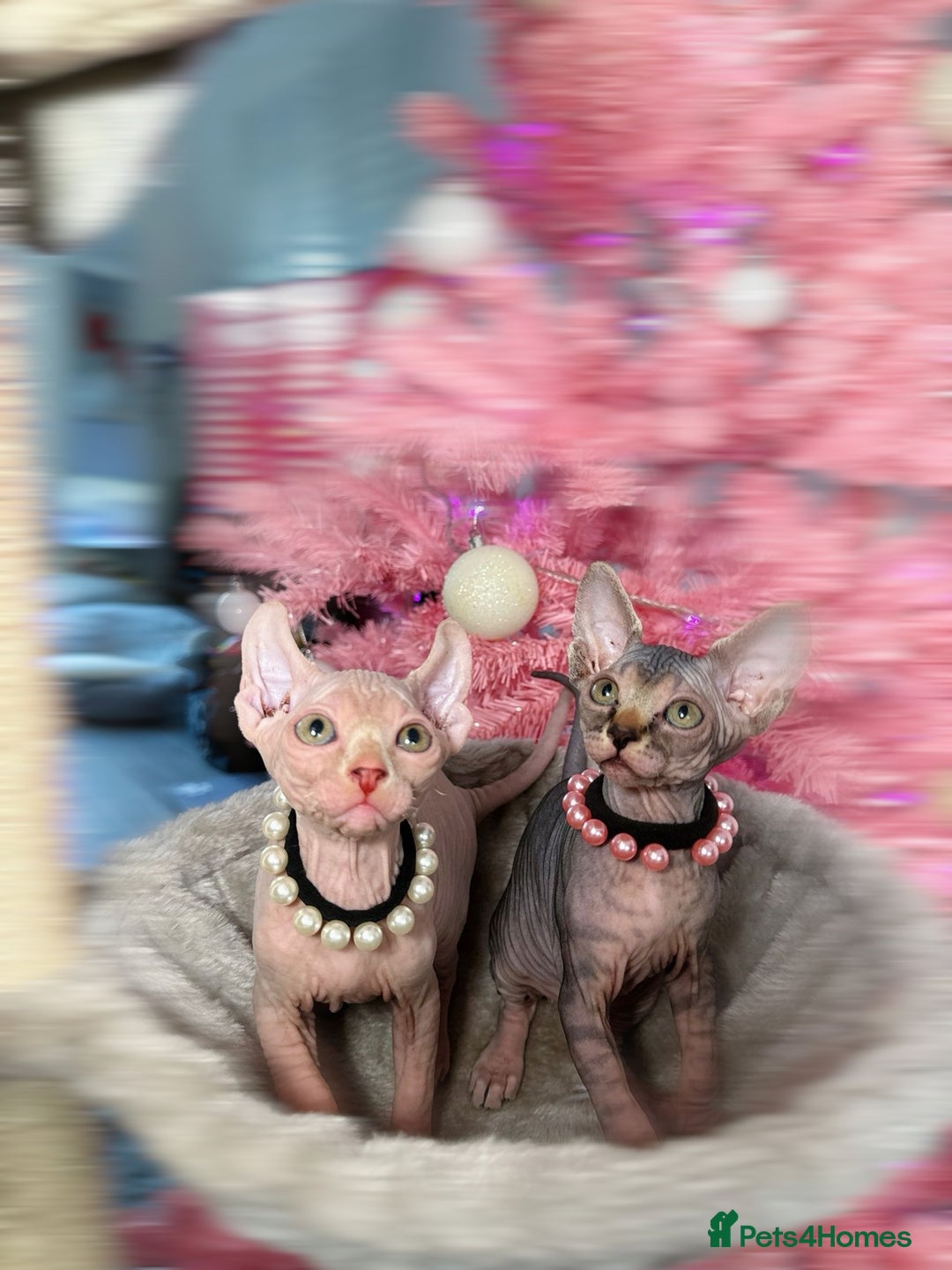 Sphynx cats for sale: 🌟 Stunning Sphynx & Elf Kittens  - Advert 1