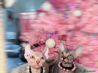 Sphynx cats 🌟 Stunning Sphynx & Elf Kittens - Advert 3