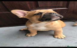 French Bulldog dogs for sale:  French bulldogs from £850 to £1700 in Liverpool - Image 3