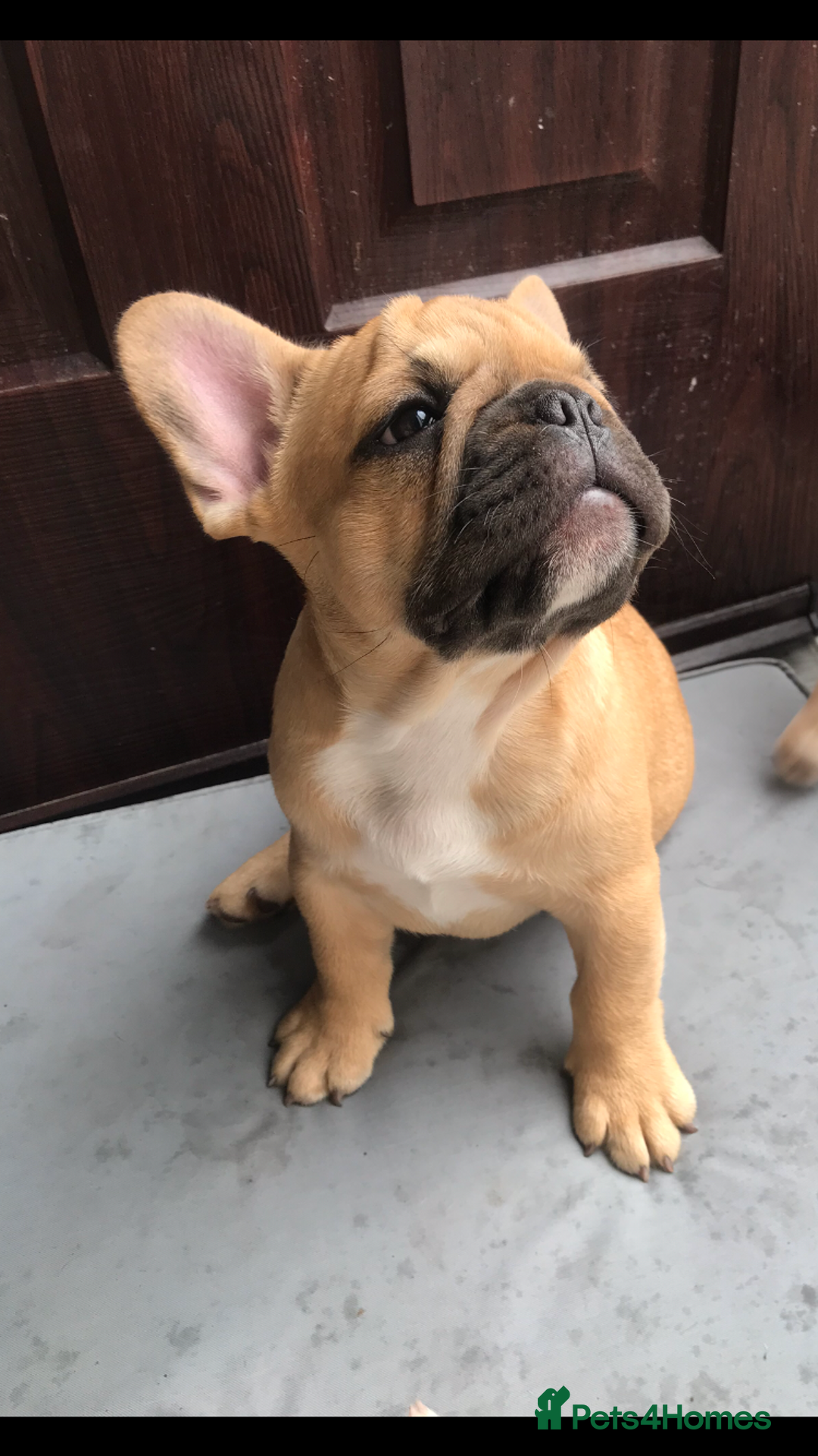 French Bulldog dogs for sale:  French bulldogs from £850 to £1700 in Liverpool - Image 3