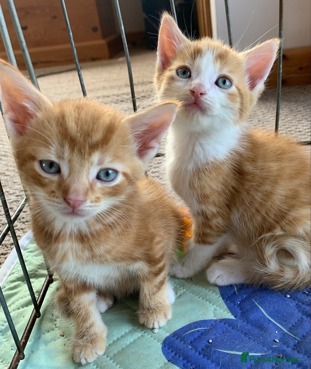Mixed Breed cats for sale: Gorgeous Kittens Looking for New Homes  - Image 10