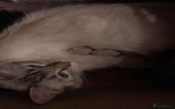 Ragdoll cats for sale: Last 2 fluffy ragdoll kittens  - Image 4