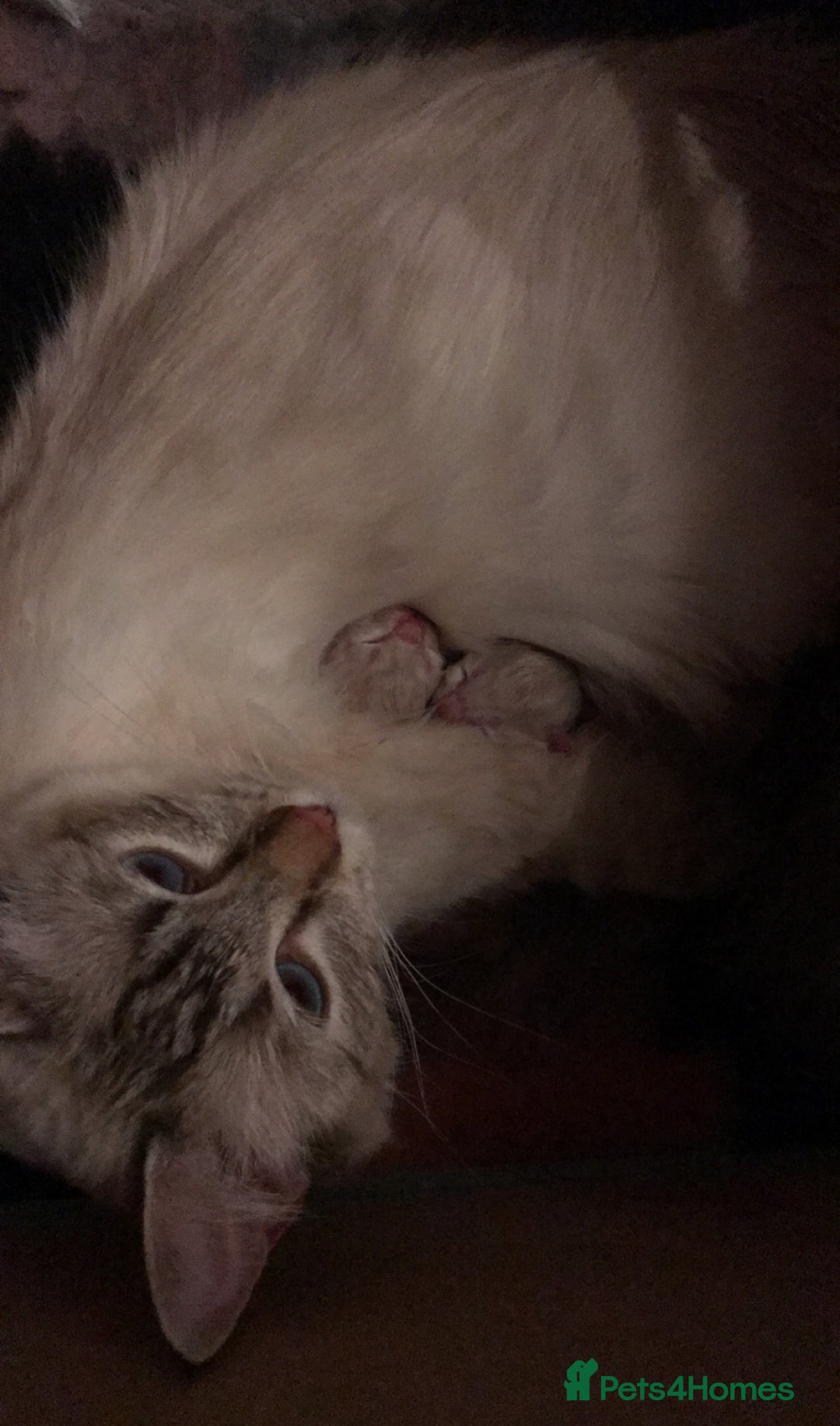 Ragdoll cats for sale: Last 2 fluffy ragdoll kittens  - Image 4