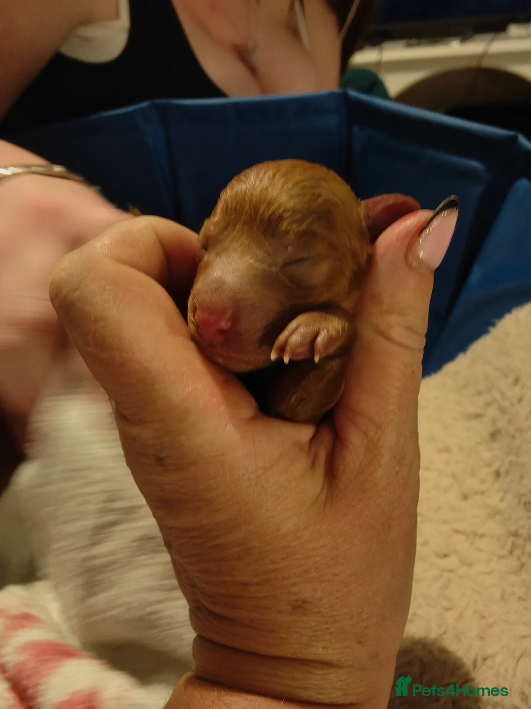 Miniature Poodle dogs for sale: 💥 Miniature poodle 💥 - Advert 12