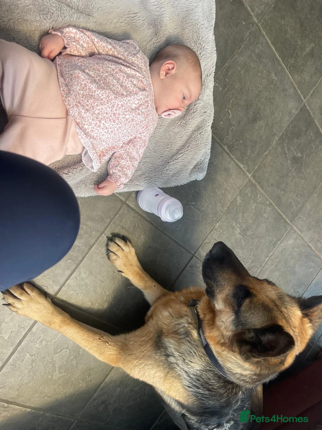 German Shepherd dogs for sale: Female German Shepherd  - Advert 2