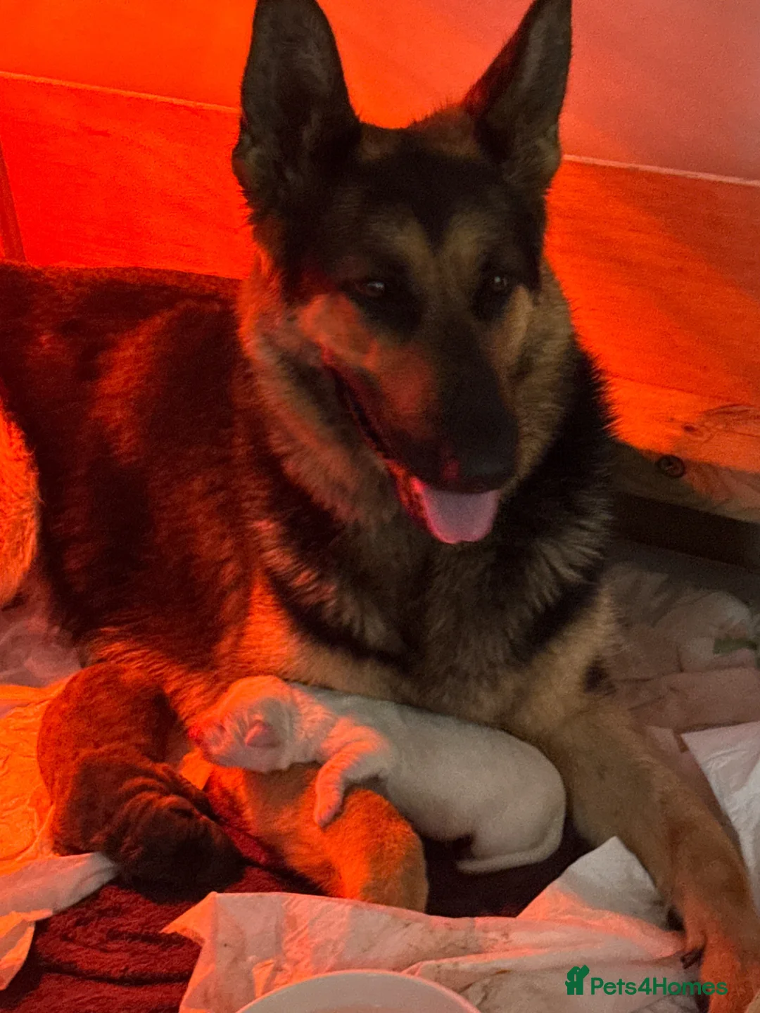 German Shepherd dogs for sale: Beautiful German Shepard puppies  in Canterbury - Advert 2