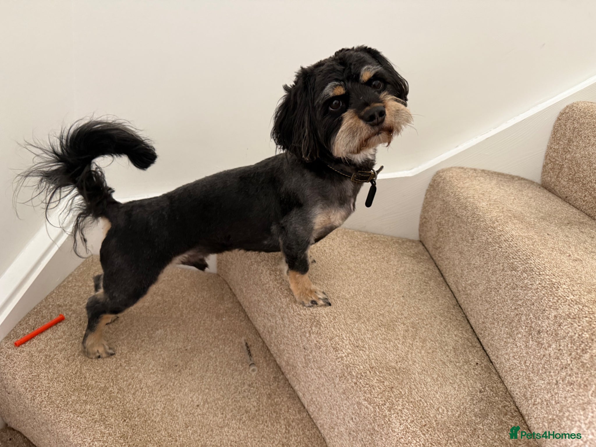 Mixed Breed dogs Dog for re homing  - Advert 1