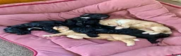 Cockapoo dogs for sale: Beautiful Cockapoo puppies for sale in Rugby - Advert 1