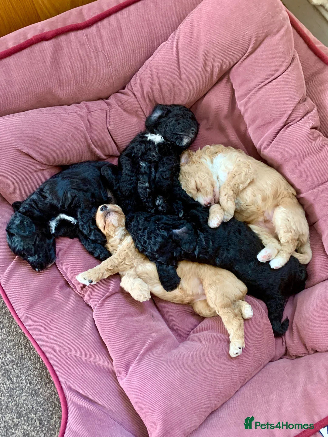 Cockapoo dogs for sale: Beautiful Cockapoo puppies for sale in Rugby - Advert 1