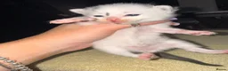 Mixed Breed cats for sale: Maine coon cross kittens  - Advert 14