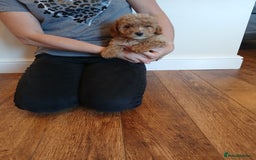 Labradoodle dogs for sale: Labradoodle puppies  - Image 8