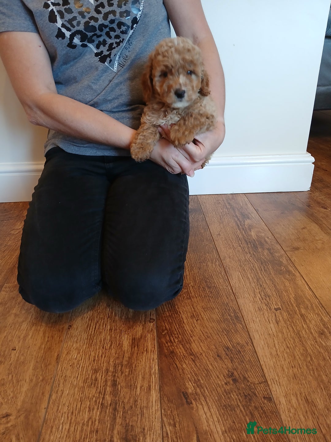 Labradoodle dogs for sale: Labradoodle puppies  - Image 8