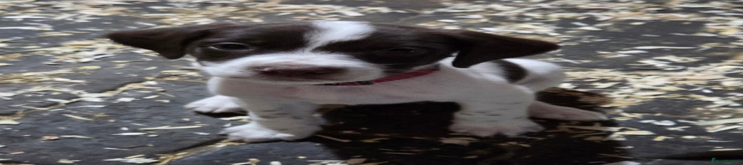 Mixed Breed Puppy 3