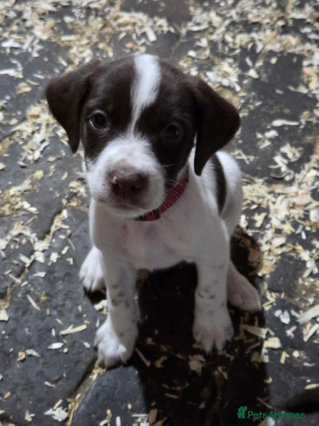 Mixed Breed dogs for sale: Kelpie cross springer spaniel  in Ashbourne - Image 11