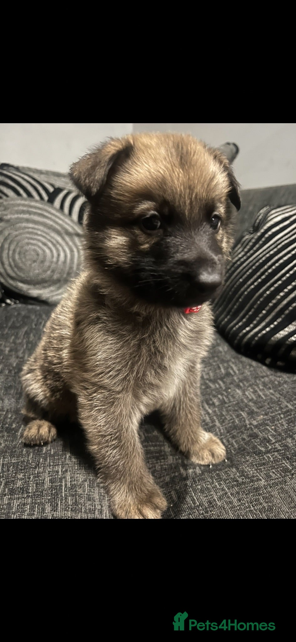 German Shepherd dogs OUTSTANDING LONG HAIRED GERMAN SHEPHERD  PUPPIES - Advert 3