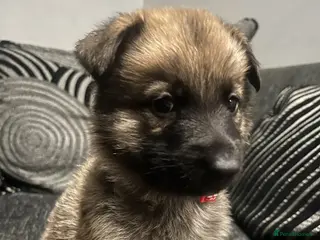 German Shepherd dogs OUTSTANDING LONG HAIRED GERMAN SHEPHERD PUPPIES - Advert 3