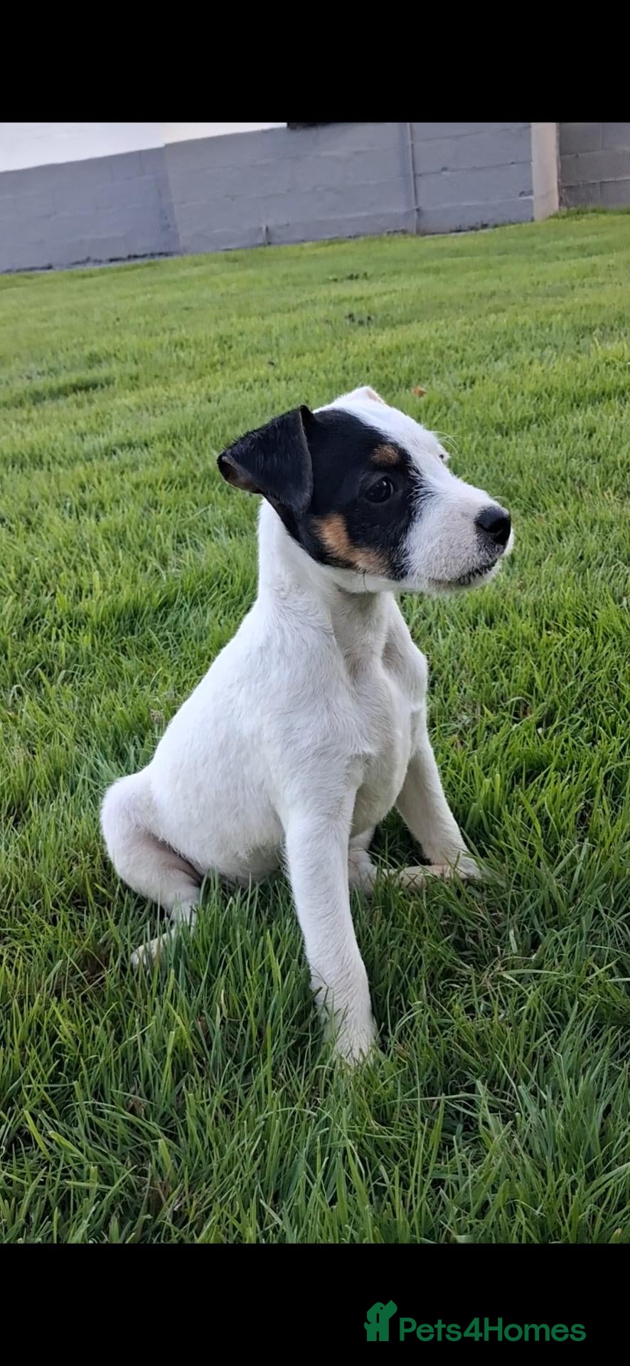 Jack Russell dogs Jack Russel Puppies  - Advert 20