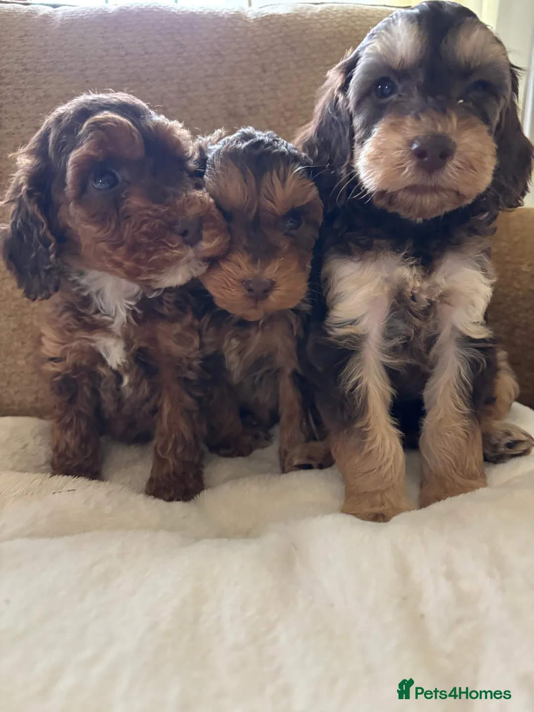 Cockapoo dogs for sale: LICENSED BREEDER QUALITY HEALTH TESTED COCKAPOOS - Advert 4