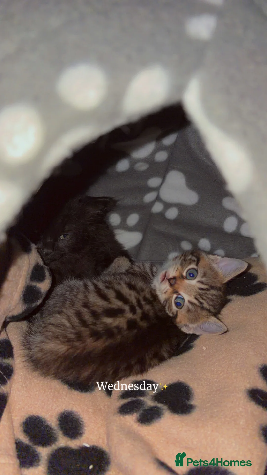 Mixed Breed cats for sale: Two kittens  in Bolton - Advert 6