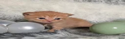 British Longhair cats for sale: Golden British Longhaired kittens  - Advert 25