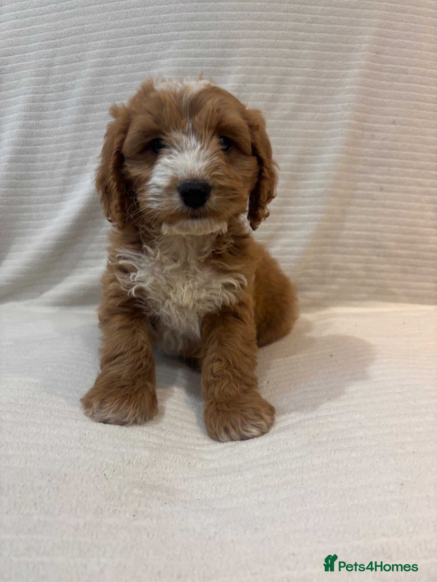 Cockapoo dogs for sale: Stunning F1 cockapoo puppies ready now  - Advert 1