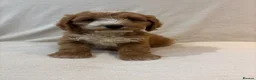 Cockapoo dogs for sale: Stunning F1 cockapoo puppies ready now  in Gainsborough - Advert 1