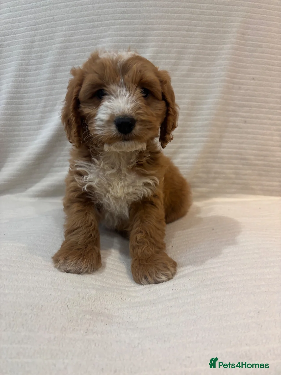 Cockapoo dogs for sale: Stunning F1 cockapoo puppies ready now  in Gainsborough - Advert 1