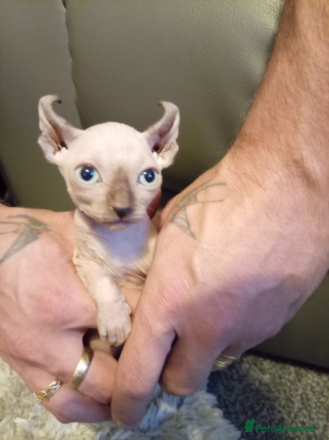 Sphynx cats for sale: Elf ear baby sphnx  - Image 3