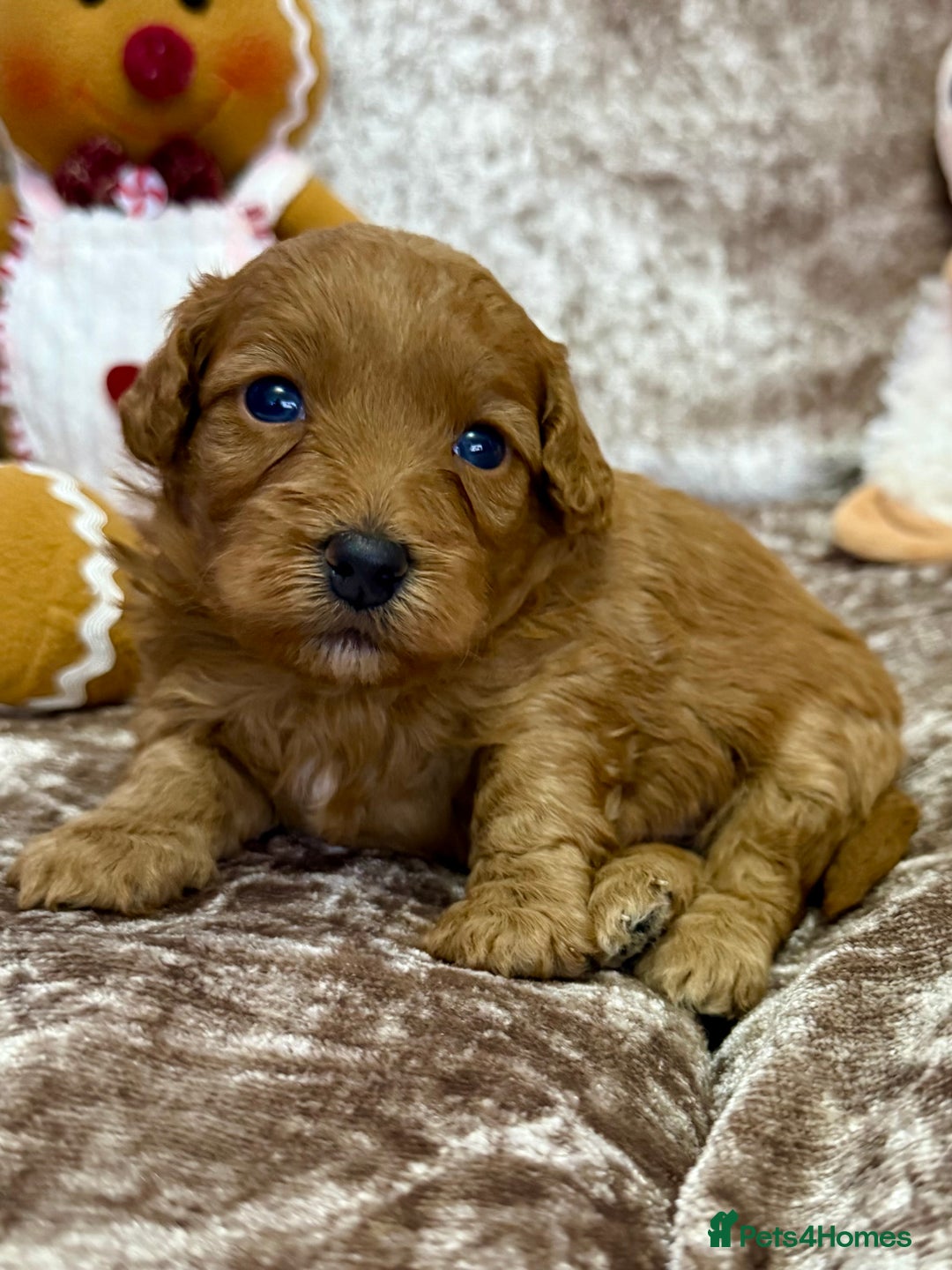 Maltipoo dogs for sale: BEAUTIFUL TEDDY BEAR F1B MALTIPOO BABIES! - Advert 11