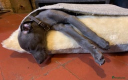 Whippet dogs for stud: BLUE PEDIGREE KC REGISTERED WHIPPET AT STUD in Salisbury - Image 7