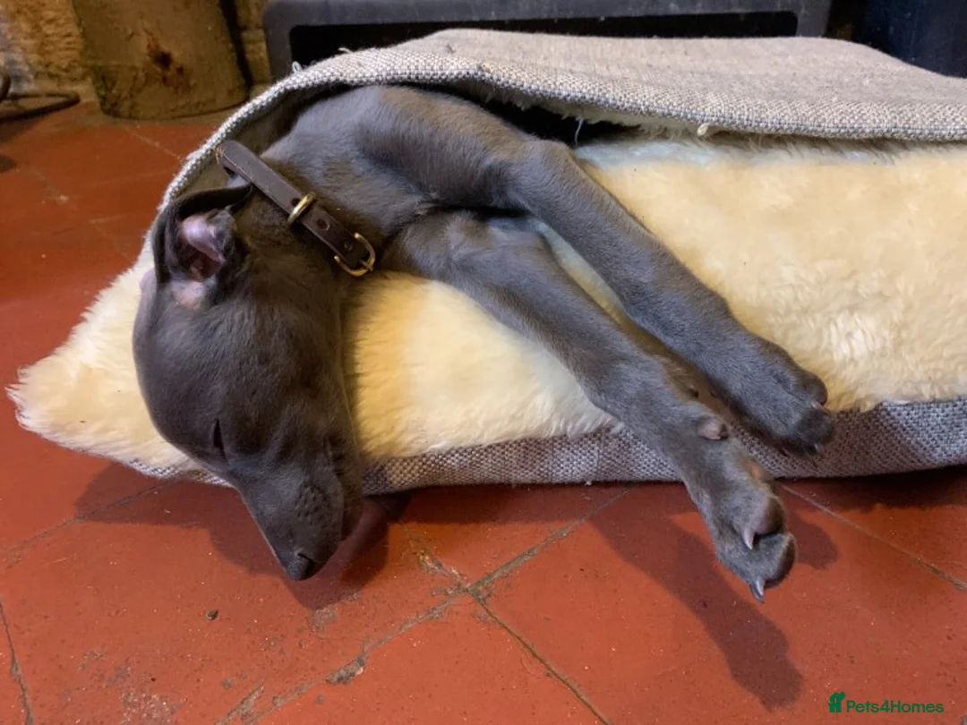 Whippet dogs for stud: BLUE PEDIGREE KC REGISTERED WHIPPET AT STUD in Salisbury - Advert 8