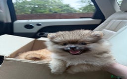 Pomeranian dogs for sale: 2 Pomeranian boys for sale in London  - Image 4