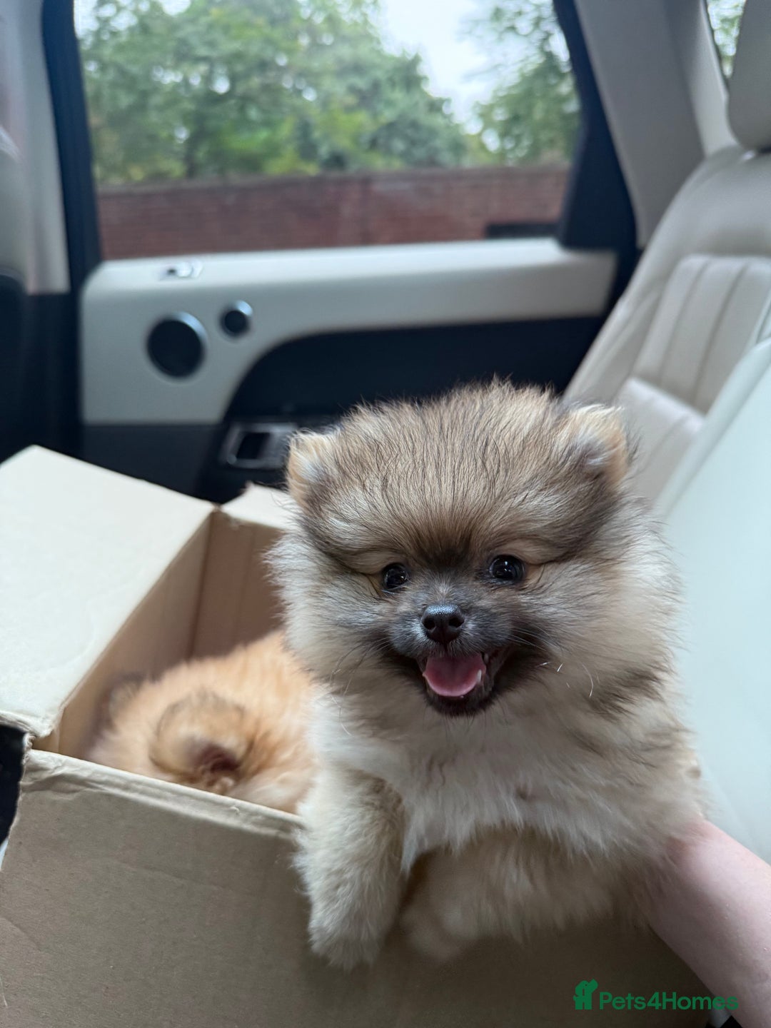 Pomeranian dogs for sale: 2 Pomeranian boys for sale in London  - Image 4