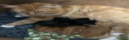 Mixed Breed cats for sale: 5 beautiful kittens  - Advert 2