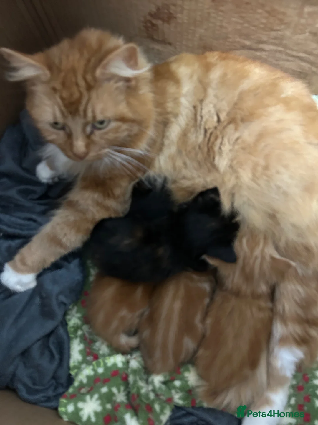 Mixed Breed cats for sale: 5 beautiful kittens  - Advert 2